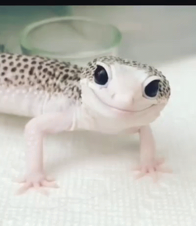 Winking Gecko